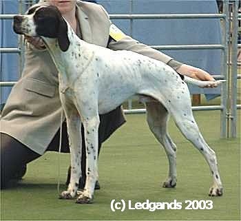 Limit Dog